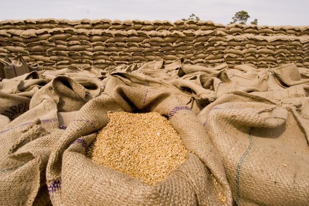سازمان برنامه مخالف اصلی افزایش قیمت خرید تضمینی گندم/ تولید گندم کاهش خواهد یافت