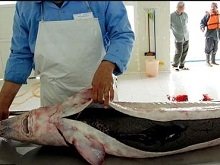 تولید ۸ تن ماهی خاویاری در لرستان