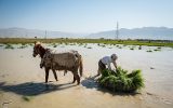 چین در آب شور برنج کاشت