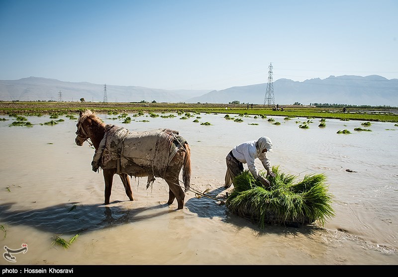 چین در آب شور برنج کاشت