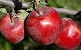 کاهش ۵۰۰ هزار تنی تولید سیب نسبت به پارسال