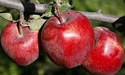 کاهش ۵۰۰ هزار تنی تولید سیب نسبت به پارسال