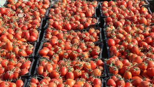 قیمت گوجه فرنگی به ۶ هزارتومان رسید