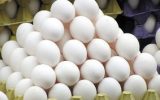 صادرات ۲۸ هزار تنی تخم‌مرغ