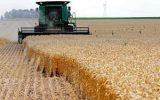 قیمت تضمینی گندم در بودجه ۱۷۰۰ تومان تعیین می‌شود
