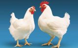 توزیع مرغ ۵۹۰۰ تومانی توسط واحدهای سیار