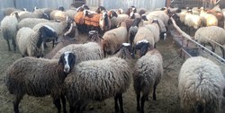 هزار راس گوسفند به دامداران استان سیل‌زده گلستان تحویل داده شد