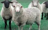 راهکاری برای چندقلو زا شدن گوسفند ایرانی