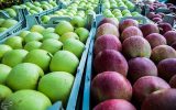 قیمت خرید سیب صنعتی ‌۸۰۰ تومان تعیین شد