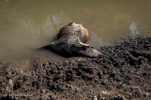 مرگ گاومیش‌ها در «هورالعظیم» خشک (عکس)