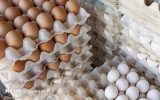مرغداران خواستار اعلام نرخ جدید تخم مرغ شدند