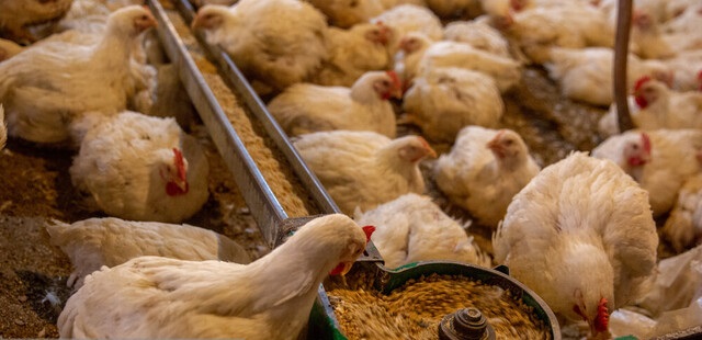 اصلاح رویه سرکوب قیمت جوجه و مرغ / کمبود ۱۰ تا ۱۵ میلیونی جوجه یکروزه