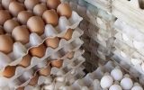 مصرف تخم مرغ در کشور ٢٠ درصد افزایش یافت/ کمبودی در تولید نداریم