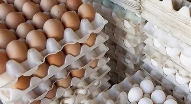 مصرف تخم مرغ در کشور ٢٠ درصد افزایش یافت/ کمبودی در تولید نداریم