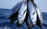 افزایش ۸۰ درصدی قیمت ماهی/ خرید برای مصرف‌کنندگان دشوارتر شد