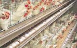 تکمیل پروژه بزرگترین زنجیره تخم مرغ آسیا در گنبدکاووس
