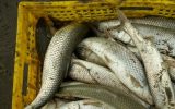 نوسان ۶۸ درصدی قیمت ماهی