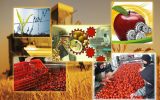 سهم صنایع غذایی از صادرات غیرنفتی چقدر است؟