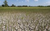خسارت ۸۰ درصدی خشکسالی به اراضی دیم خوزستان