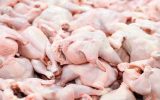اتحادیه مرغداران: فروش مرغ زنده کمتر از کیلویی ۴۵ هزارتومان یعنی ضرر هنگفت به تولید کننده
