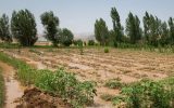 برآورد خسارت ۱۲۰۰ میلیاردی سیلاب به بخش کشاورزی استان مرکزی