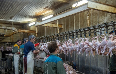 صادرات مرغ و تخم مرغ به کویت آزاد شد