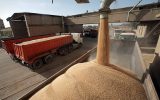 واردات یک میلیون و ۷۵۰ هزار تن گندم از بندرامام به کشور