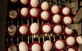 تغییر قیمت تخم مرغ با ستاد تنظیم بازار است