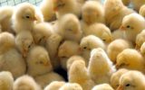 کاهش ۳۰ درصدی خرید مرغ / ۱۵ میلیون تخم مرغ از چرخه تولید حذف شد