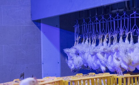 تولید گوشت مرغ بیش از نیاز بازار