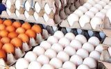 قیمت تخم مرغ اصلاح شد/ قیمت هر کیلو برای مصرف کننده؛ ۵۶ هزار تومان