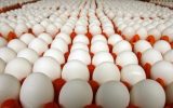 اعلام نرخ جدید تخم مرغ در میادین میوه و تره بار