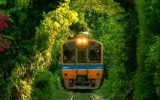 مسیر زیبای قطار در تونلی از درختان