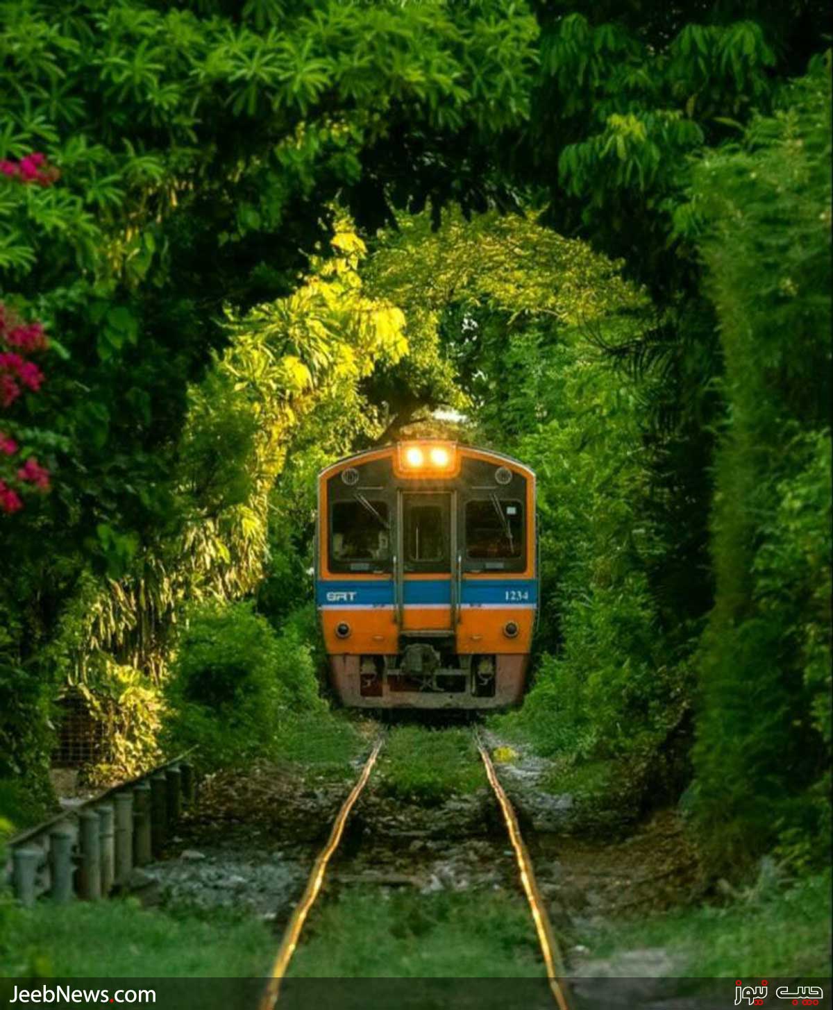 مسیر زیبای قطار در تونلی از درختان