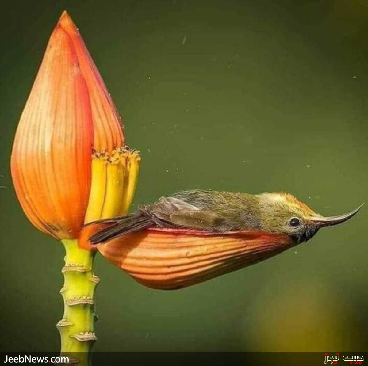 دیدنی های بدون شرح از سراسر جهان