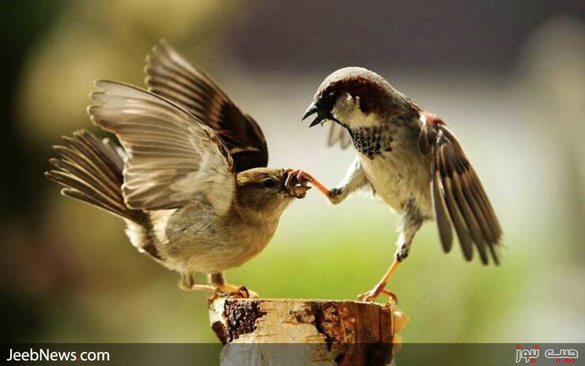 دیدنی های بدون شرح از سراسر جهان
