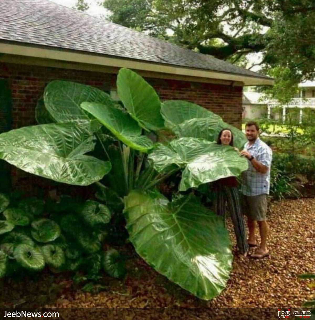 گیاه گوش فیل غول پیکر در لوئیزیانا، آمریکا