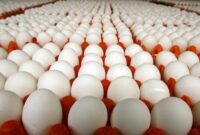 رمزگشایی از ممنوعیت صادرات تخم مرغ !
