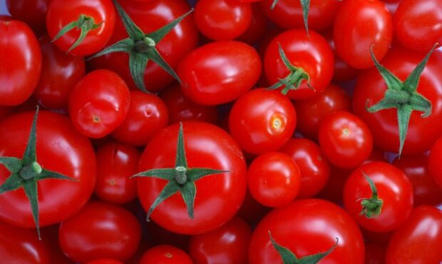 کاهش تب بازار گوجه فرنگی تا ۱۰ روز آینده/ قیمت‌ها متعادل می‌شود