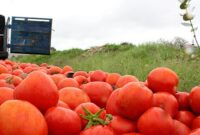 دلیل کمبود گوجه فرنگی/ در روزهای آینده حجم زیادی محصول وارد بازار می‌شود