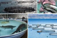 فرآوری ماهیان ریز صید شده، یکی از راه‌های ارزان‌سازی آبزیان