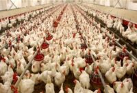 آیا قیمت مصوب مرغ زنده تغییر کرده است؟