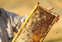 چند باور غلط در مورد عسل