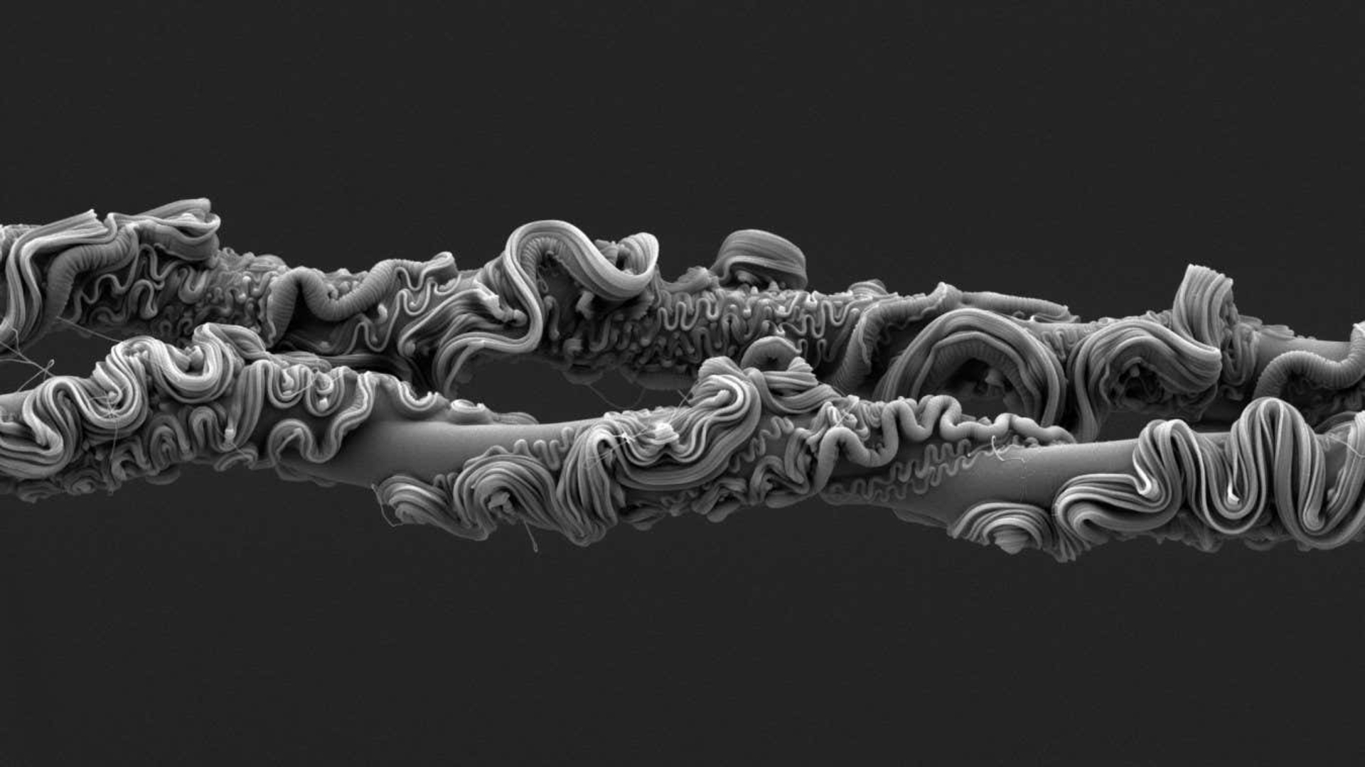 تارهای ابریشم عنکبوت