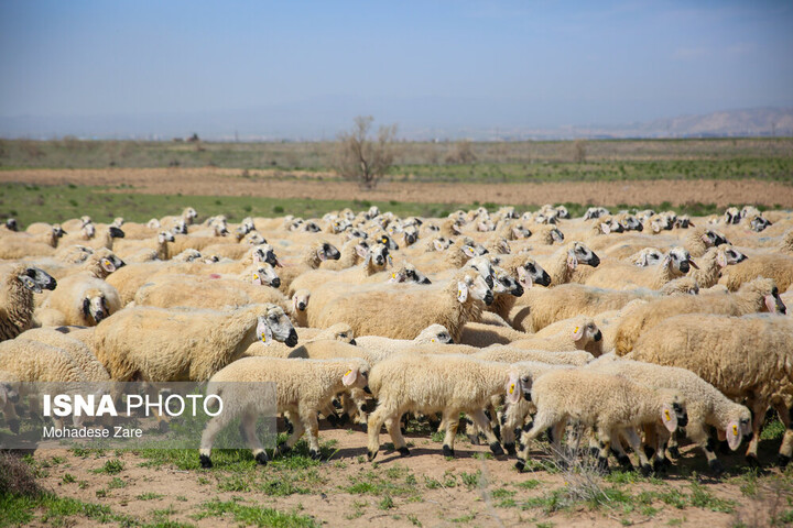 وفور دام و ثبات بازار گوشت در کشور/ احتمال کاهش قیمتها در هفتههای آینده